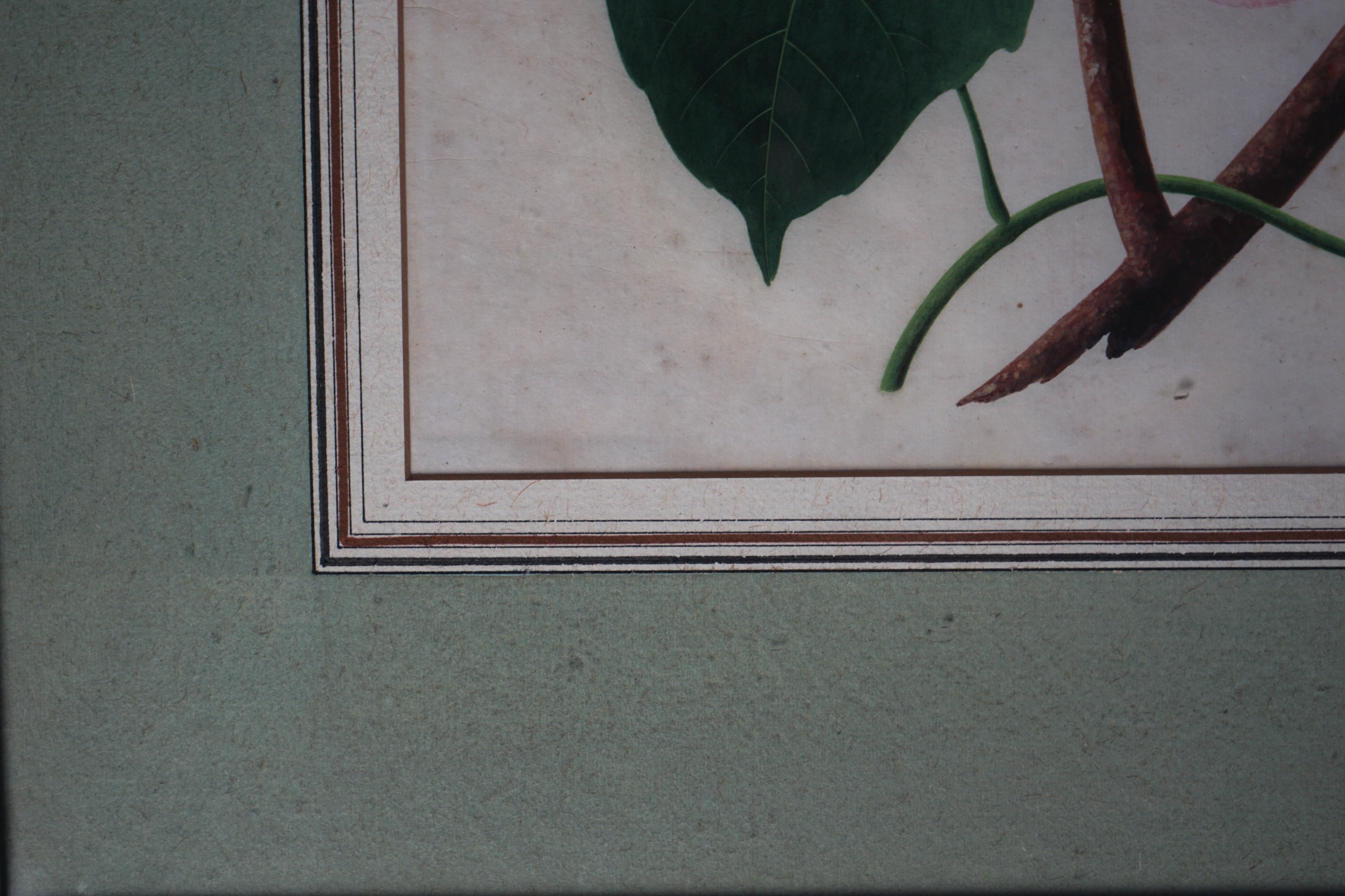 Company School (19th Century) , Botanical study - Dhool Kulmee [Clove Bean Calonyction Muricatum Ipomoea Muricata Purple Moonflower], gouache on paper, 40.5 x 27cm